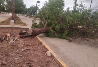 Tromba en Culiacán deja 31 árboles caídos y 4 carros aplastados: PC