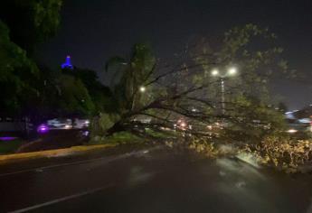 Fuerte tormenta azota Culiacán; deja árboles caídos, encharcamientos y caos vial 