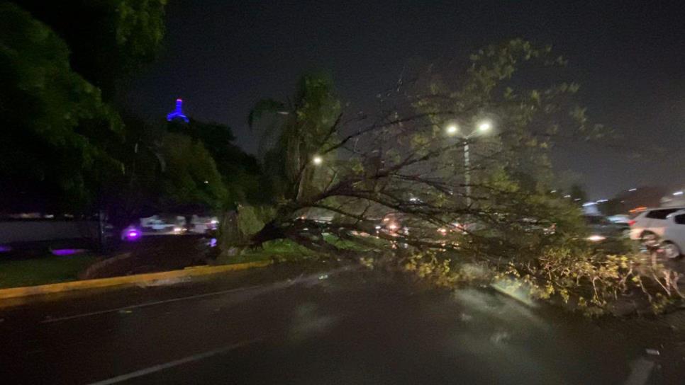 Fuerte tormenta azota Culiacán; deja árboles caídos, encharcamientos y caos vial 