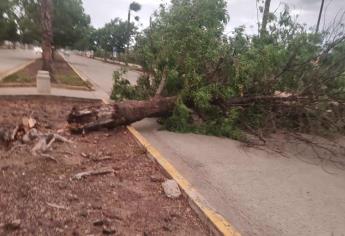 Árboles caen sobre dos vehículos tras tormenta en Culiacán