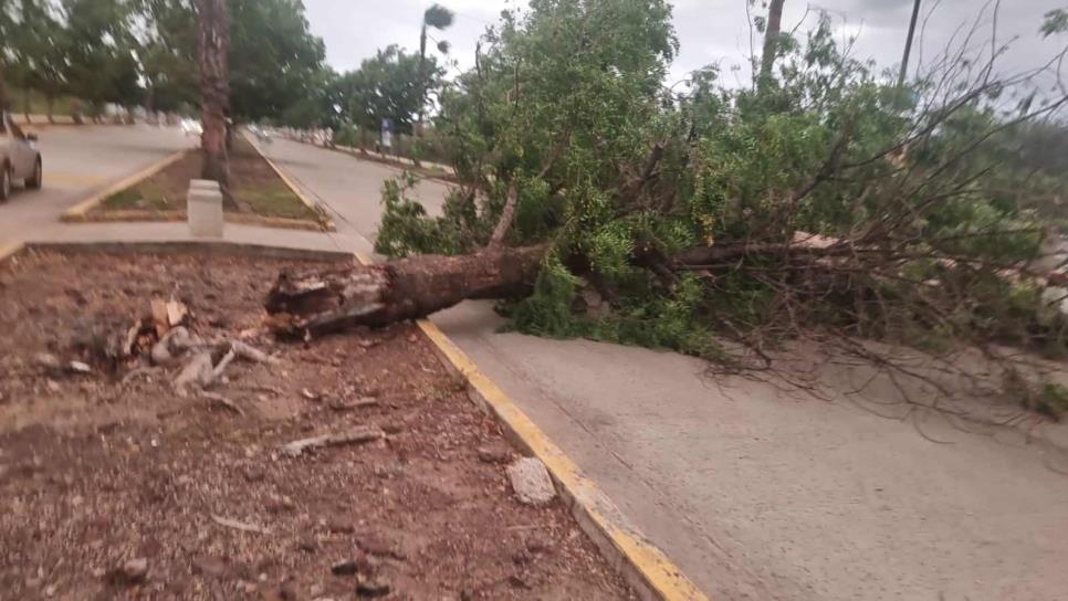 Árboles caen sobre dos vehículos tras tormenta en Culiacán