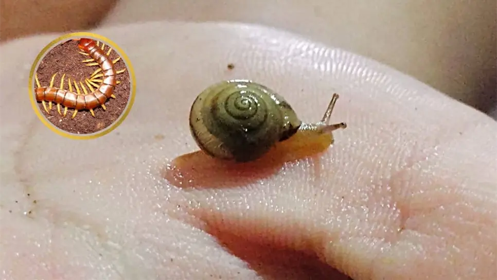 Los caracoles salen cuando las hojas están húmedas. FOTO: Iván Rodríguez