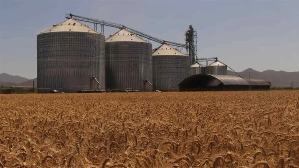 La producción de maíz es indispensable para la economía sinaloense. FOTO: Luz Noticias