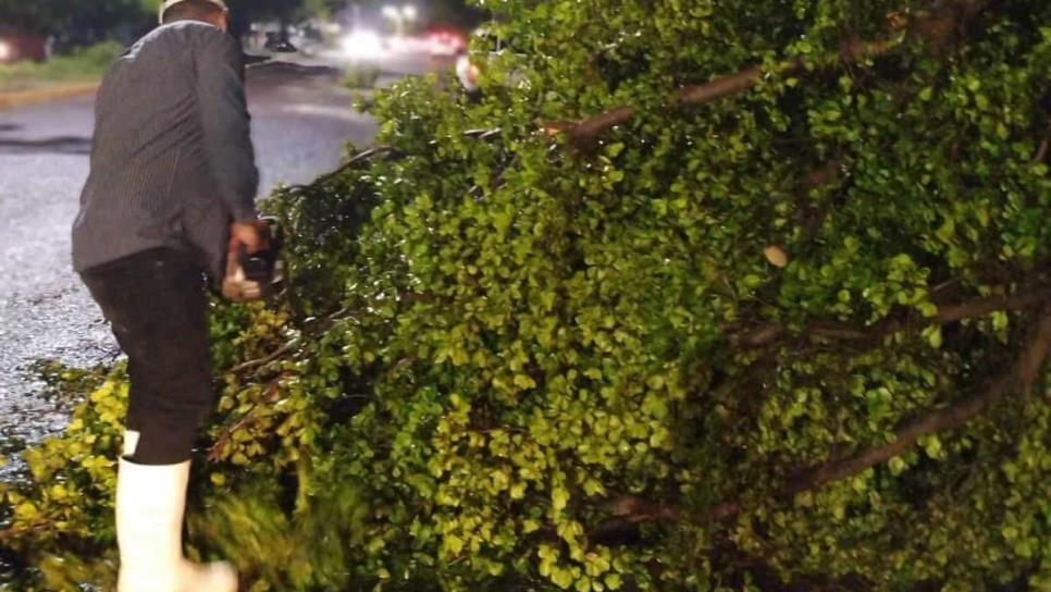 La tormenta suscitada en Culiacán provocó la caída de árboles, espectaculares y postes