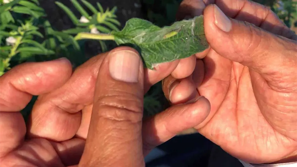 Gusano telerañero amenaza cultivos de ajonjolí en Choix