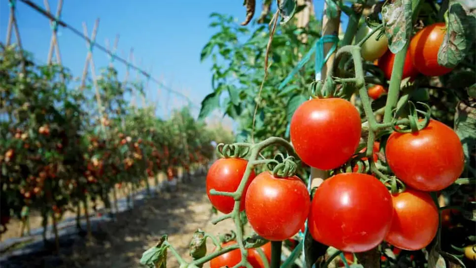 La producción de hortalizas es fundamental en la economía sinaloense. FOTO: Luz Noticias
