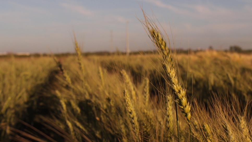 Precio del trigo pierde 40.8 dólares en un mes