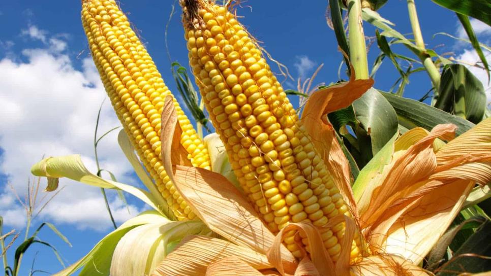 Sube precio del maíz por fortaleza del dólar