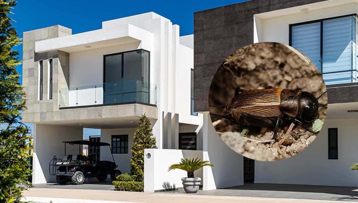 Los grillos suelen salir en épocas de lluvias. FOTO: Luz Noticias