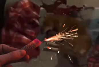 Adolescentes hieren a perrito con un cohete explosivo en CDMX