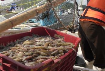 Crisis del camarón en Sinaloa por precios bajos y competencia desleal