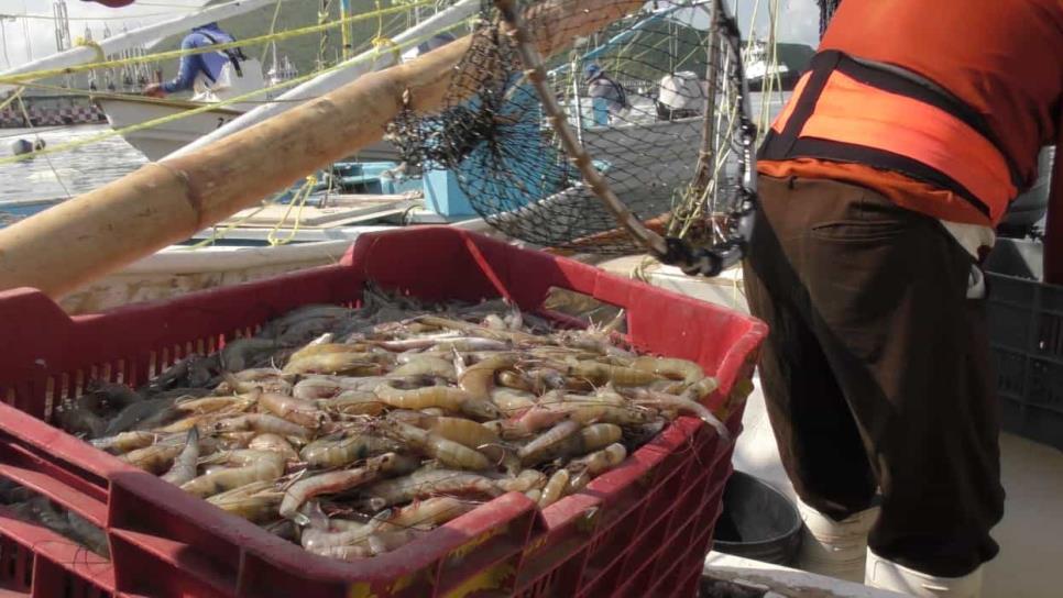 Crisis del camarón en Sinaloa por precios bajos y competencia desleal