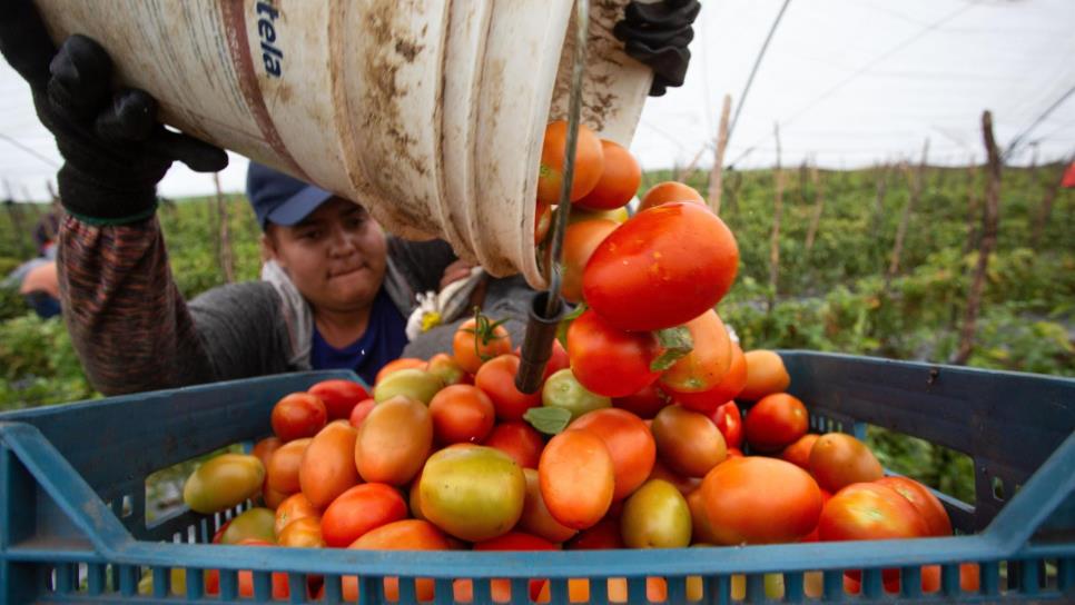 Estados Unidos busca retomar «guerra del tomate»