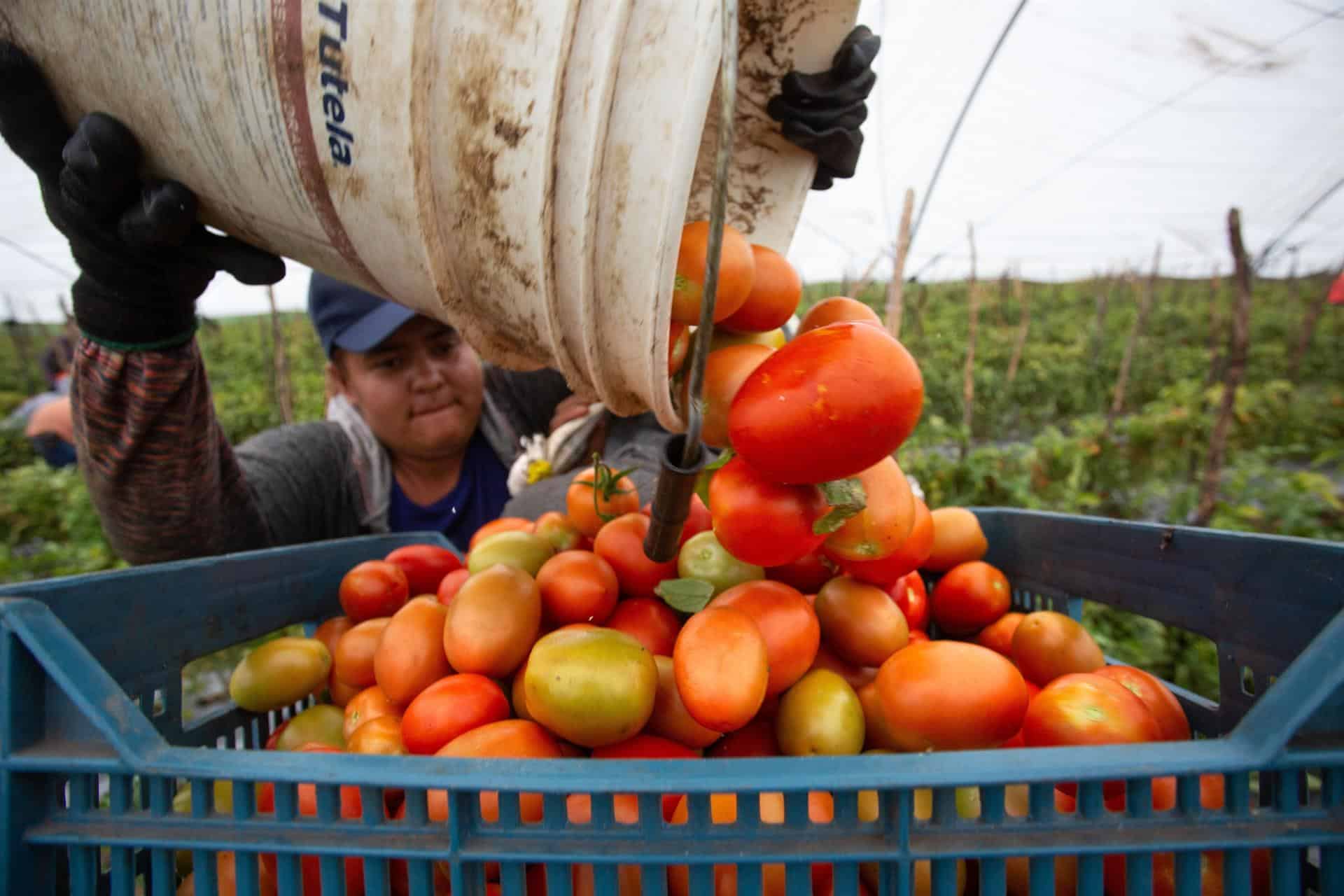 Cosecha de tomate en Sinaloa. FOTO: Luz Noticias