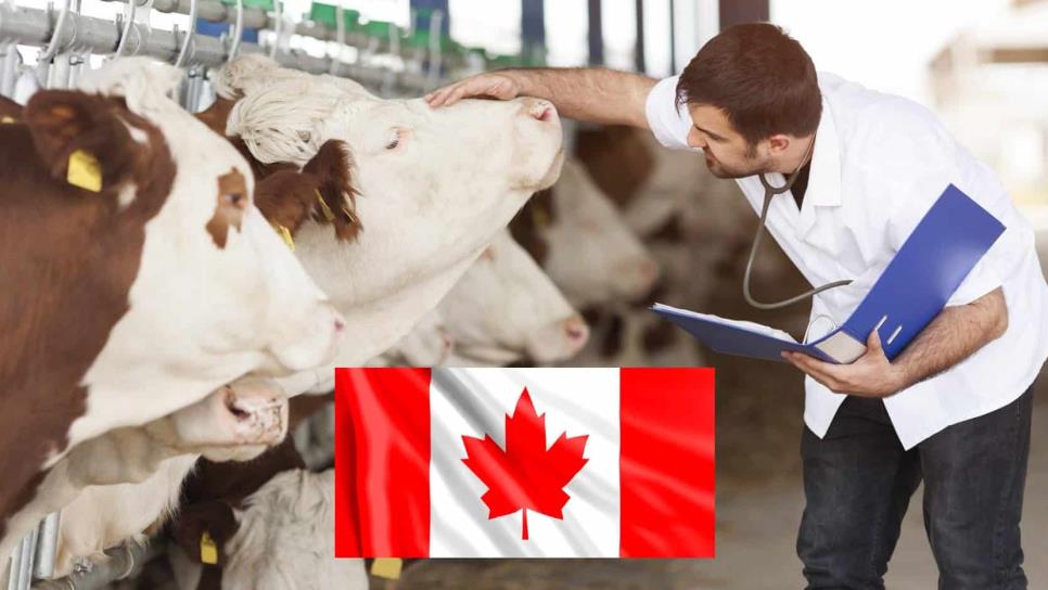 Trabaja como veterinario en Canadá con sueldo de 45 mil pesos; aquí los requisitos