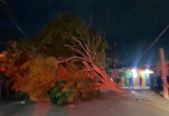 Borrasca en Los Mochis; rachas de viento de 40 km/h dejan varias colonias sin luz