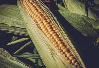 Débil demanda exportadora impacta en los precios del maíz y el trigo