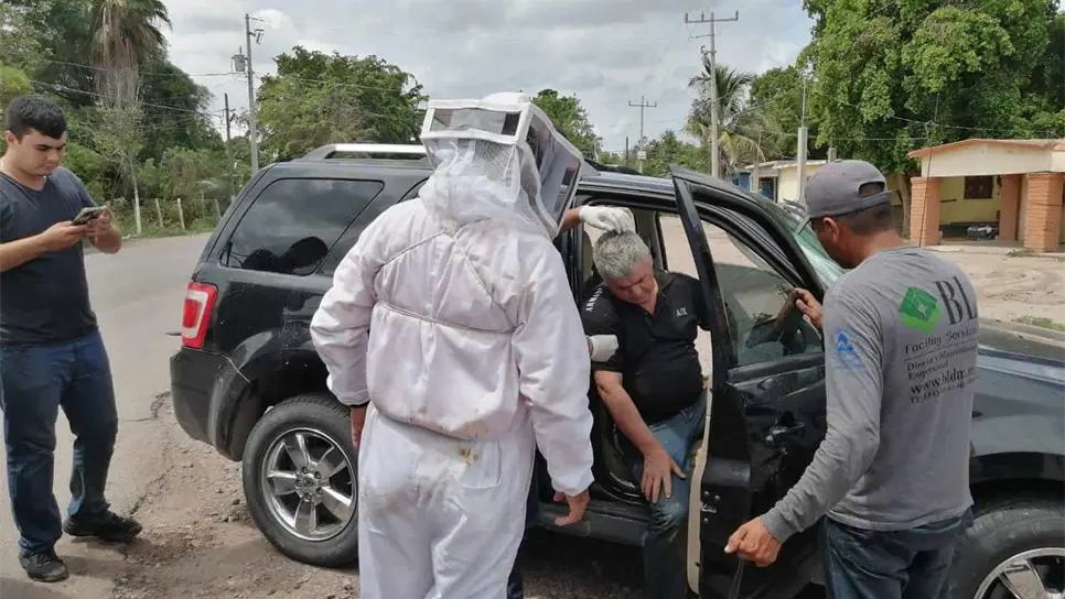 Rescatan a tres hombres de morir picados por abejas en Ahome, uno tenía 800 aguijones