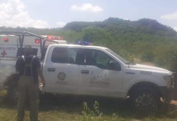 Abejas matan a dos «abuelitos» en Jahuara y Guasave; uno tenía mil piquetes