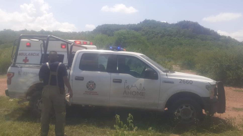 Abejas matan a dos «abuelitos» en Jahuara y Guasave; uno tenía mil piquetes