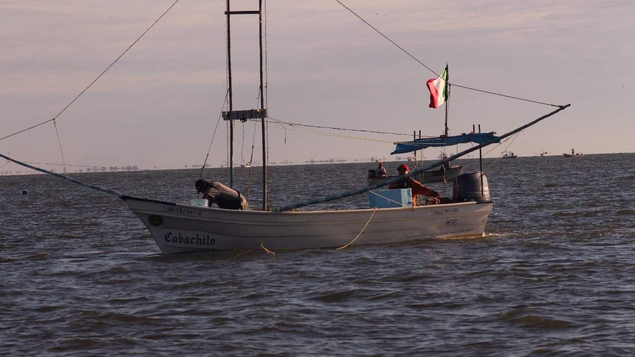 La veda del camarón se levanta el 18 de septiembre.