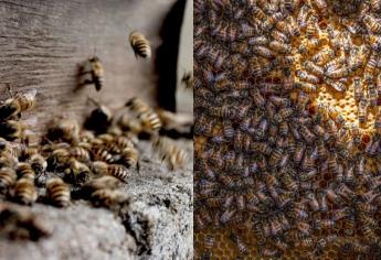 ¿Qué hacer si sufres un ataque de abejas o avispas?, la respuesta podría salvarte la vida