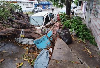 Lluvias en Mazatlán dejan árboles caídos, ventanas quebradas y calles inundadas