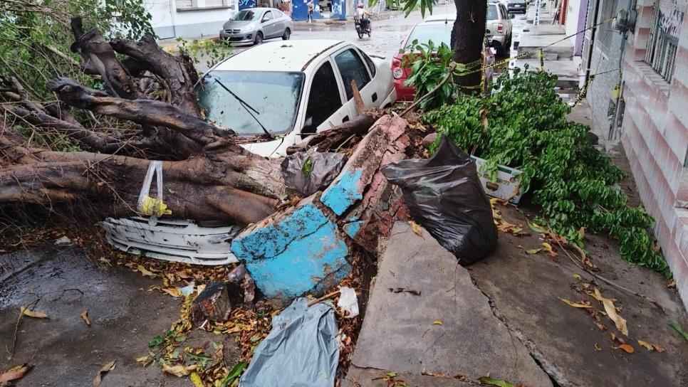 Lluvias en Mazatlán dejan árboles caídos, ventanas quebradas y calles inundadas