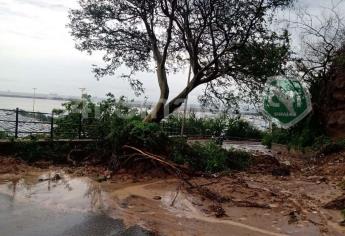 Cierran calle Venustiano Carranza por caída de árbol, en Mazatlán