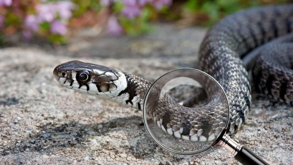 ¿Cómo detectar si hay una víbora escondida en tu casa? Estas son las señales clave