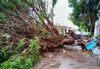 Continúa la limpieza en Mazatlán de escuelas y árboles caídos que dejó la lluvia