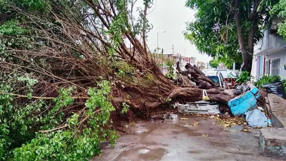 Más de 40 árboles cayeron durante las lluvias. FOTO: Cortesía