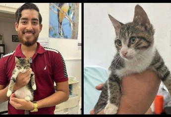 ¡Final feliz! «Gatita» agredida en Mazatlán ya tiene nuevo dueño