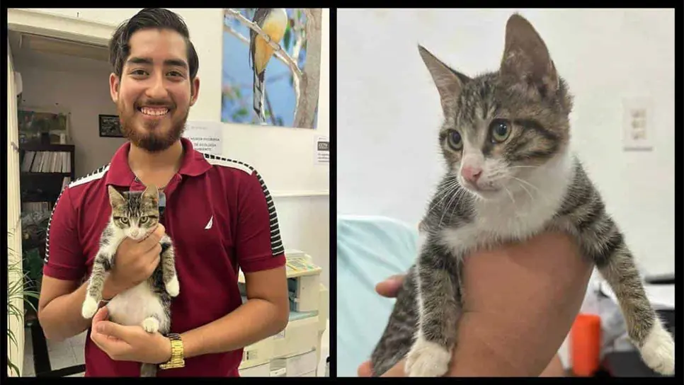 La gatita ahora lleva por nombre «Michigan»