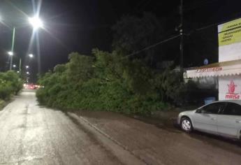 Vientos derriban un árbol en El Fuerte, sobre la carretera a Choix