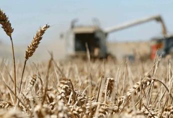 Trilla de trigo al 80% y aún no hay contratos