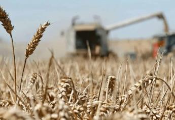Esta semana se pagarán 50 millones de pesos a trigueros de Sinaloa 