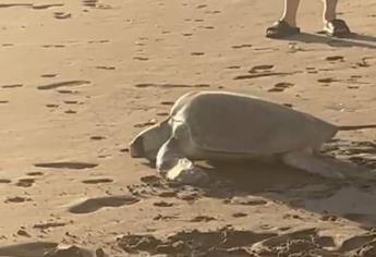 Magnífico desove de tortugas marinas en Las Glorias 