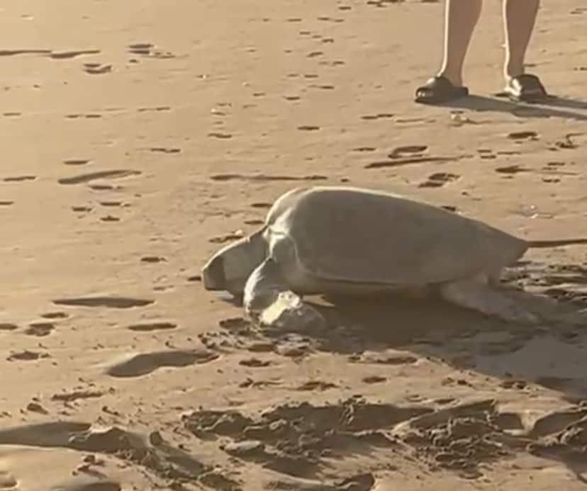 Magnífico desove de tortugas marinas en Las Glorias 