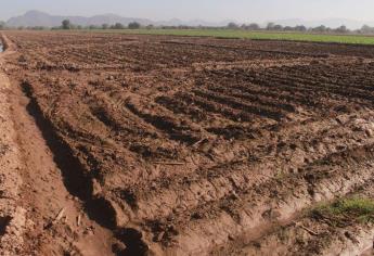 La falta de agua paraliza la agricultura en Sinaloa