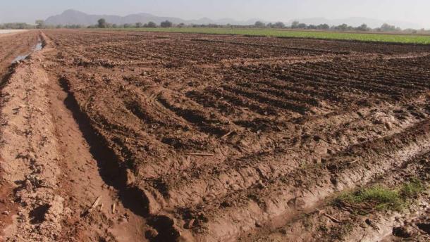 La falta de agua paraliza la agricultura en Sinaloa