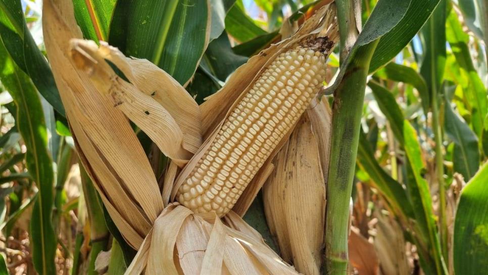 Drástica reducción en producción de maíz en Sinaloa por escasez de agua en presas