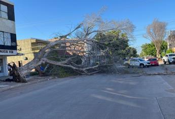 Cae un árbol y derriba un poste y cableado, en el centro de Los Mochis