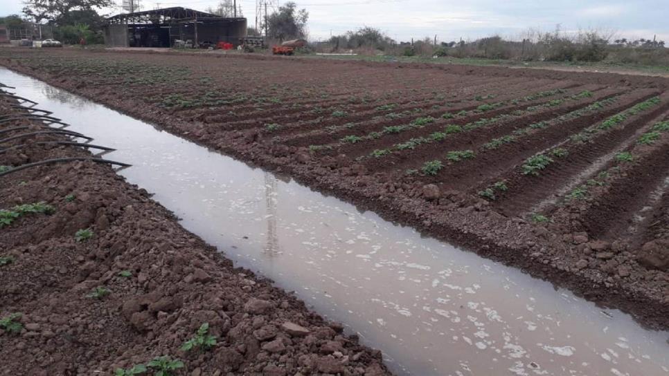 ¡No eligen maíz»; restringen el ciclo agrícola para Sinaloa