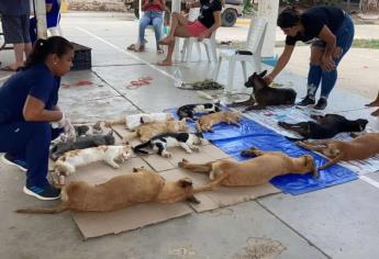 Denuncian ante Ministerio Público a presuntos responsables de maltrato animal en Mazatlán