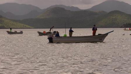 Saquean camarón en Topolobampo con artes de pesca ilegales