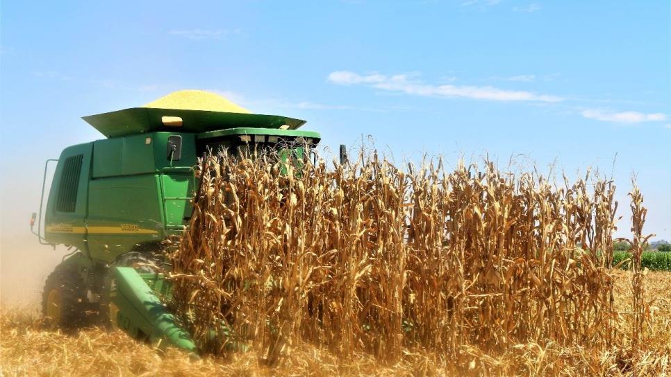 Avanza la cosecha de maíz en Estados Unidos