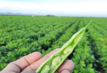 Sequía puede incrementar presencia de mosca blanca y trips en norte de Sinaloa