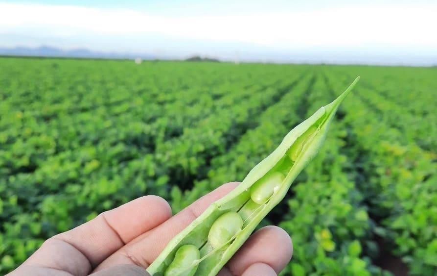 Sequía puede incrementar presencia de mosca blanca y trips en norte de Sinaloa Sequía puede incrementar presencia de mosca blanca y trips en norte de Sinaloa