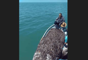 Así violan la veda de camarón de altamar en Topolobampo | VIDEO